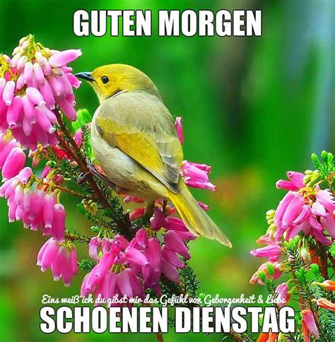 liebe guten morgen dienstag